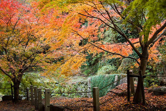 いちき串木野市冠岳の紅葉 Stock Photo Adobe Stock