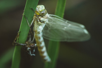 Dragonfly on leaf