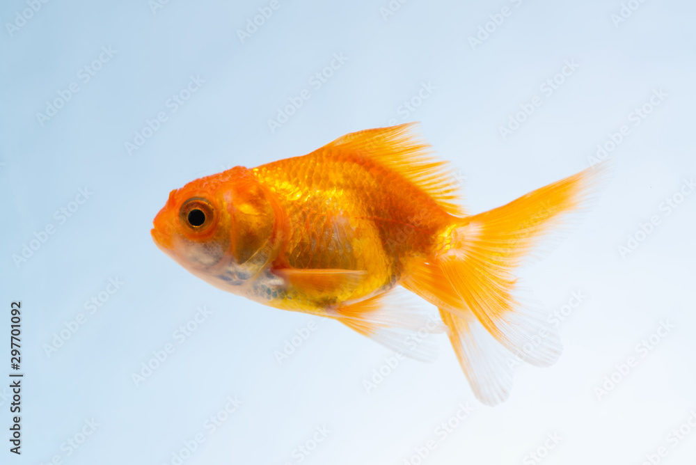Wall mural Gold fish or goldfish floating swimming underwater in fresh aquarium tank. - Wall murals