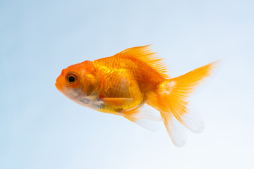 Gold fish or goldfish floating swimming underwater in fresh aquarium tank.