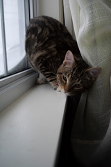 cat in the window