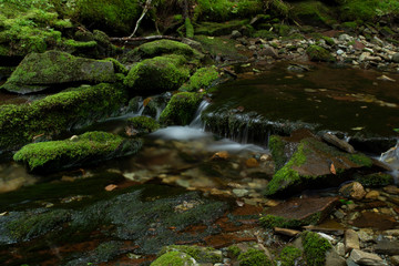 stream in the forest
