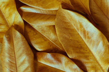Dried golden yellow magnolia leaves close up, background