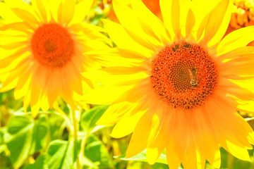 Fototapeta premium a field of blooming sunflowers against a colorful sky