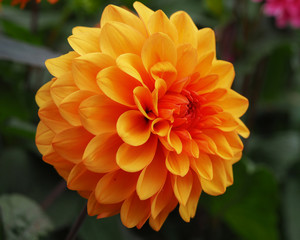 Beautiful orange Dahlia 'David Howard' flower in a summer garden