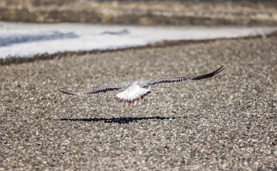 Seagull flying and landing with open wings on the beach