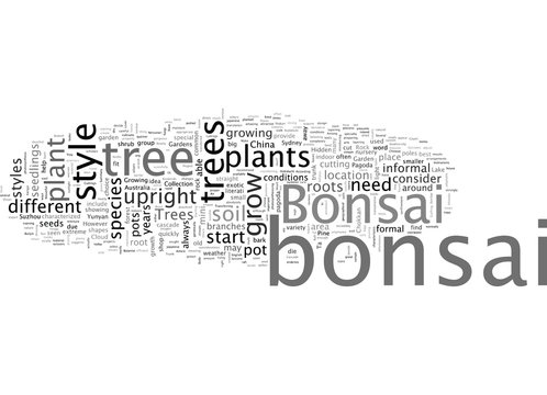 Bonsai Trees Plants and Shops