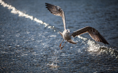 Seagull flying and landing with open wings on the beach