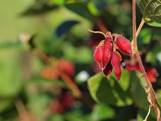 タンキリマメの実