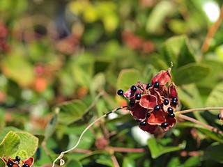 はじけたタンキリマメの実