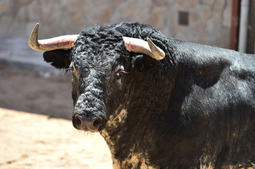 toro español con grandes cuernos en espectaculo tradicional