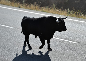 toro español con grandes cuernos en espectaculo tradicional