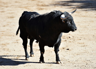 toro español con grandes cuernos en espectaculo tradicional