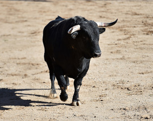 toro con grandes cuernos