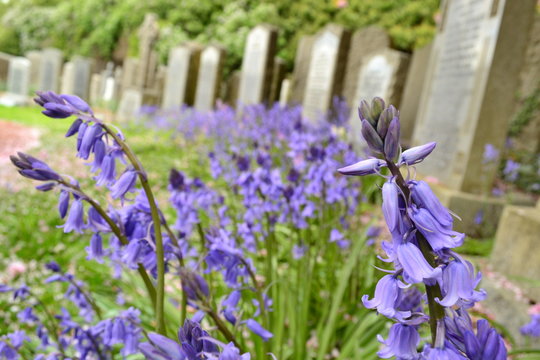 Blue bells in graveyard