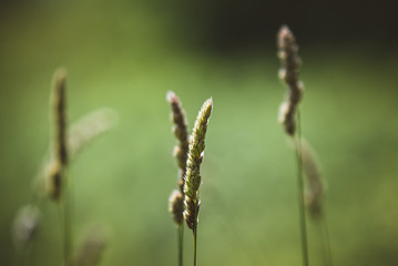 grass on a background