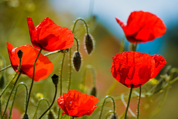 red poppies on background of blue sky