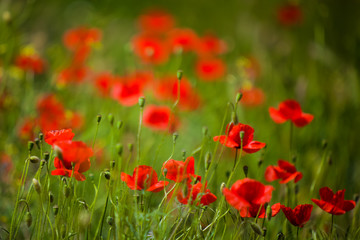 field of poppies