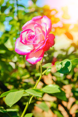 beautiful rose in a park on the nature background