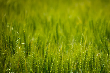 field of grass