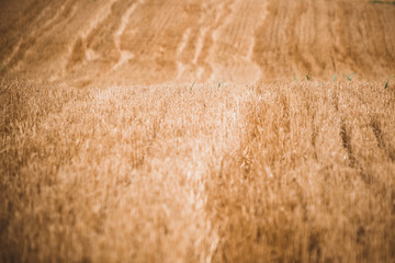 wheat background