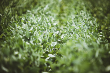 closeup of a plant in garden