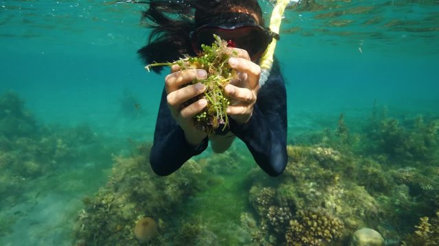 Underwater shot of a woman snorkeling in the blue ocean holding seaweeds.