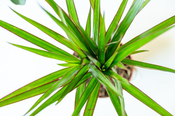 Small palm in a pot growing to get stronger