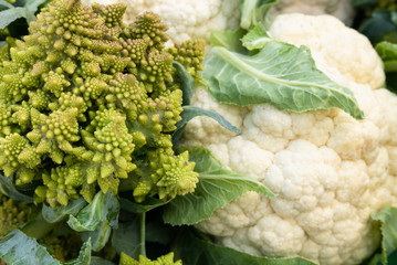 Two heads of cauliflower and romanesco 