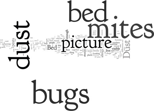bed bugs and dust mites picture
