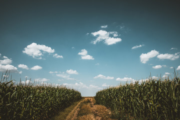 green field and blue sky