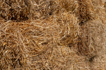 Fresh straw hay bales, food for cattle.