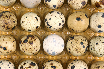 Obraz premium quail eggs in a box close-up