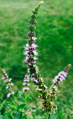Fresh mint plant with blossom in the garden.