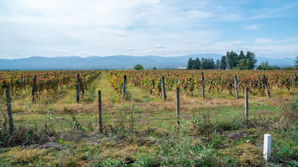 Fototapeta na wymiar Vineyards of wine area of Georgia Kakheti, Telavi wineyards, Caucasus.