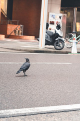 raven on the japanese street