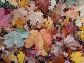 Maple leaves on the ground on fall with great foliage