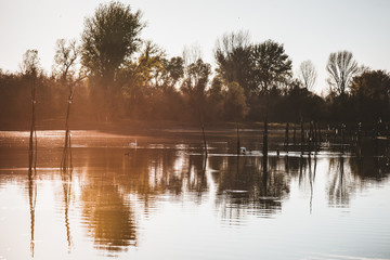 reflection of trees in water