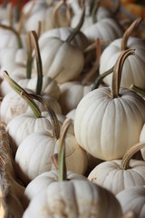 Pumpkin season of the year