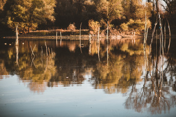 reflection of autumn trees in lake