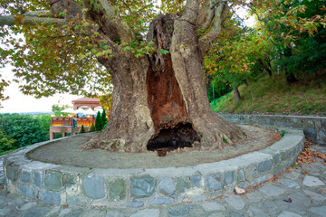 The oldest plane tree located in Kakheti region, Georgia. Sycamore.
