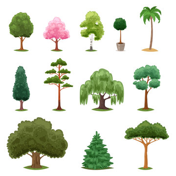 Tree types vector green forest pine treetops collection of fir palm birch cedar greenery garden with acacia sakura illustration isolated on white background
