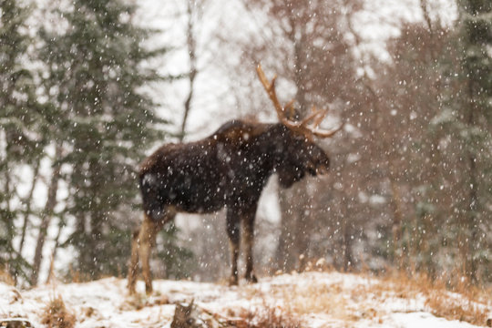 A Lone Male Moose In Winter