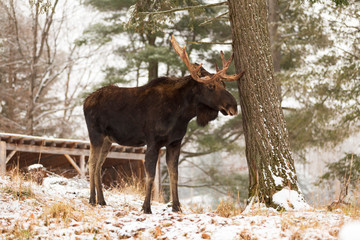 A lone male moose in winter