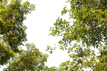 green leaf from big tree in forest