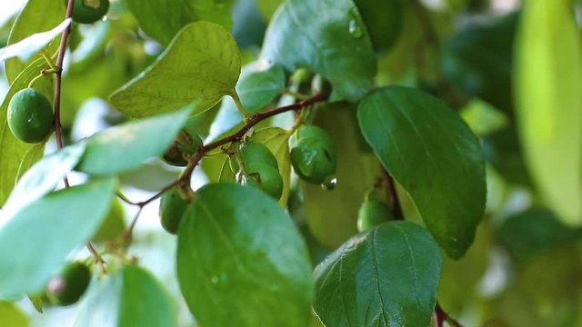 Jujube fruits or monkey apple ( Ziziphus mauritiana ) Fresh from the trees Organic fruits in the farmer's plot garden .