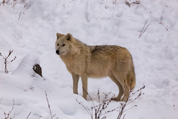 An Arctic Wolf in winter
