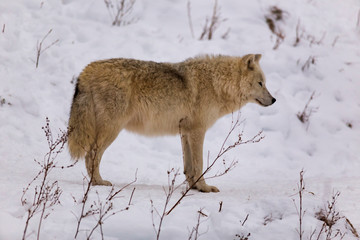 Naklejka premium An Arctic Wolf in winter