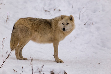 Naklejka premium An Arctic Wolf in winter