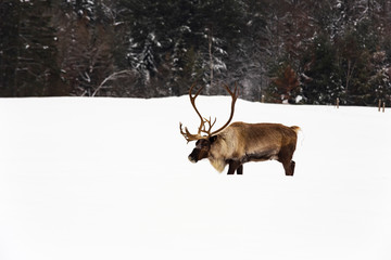 Caribou in a winter scene